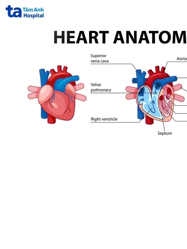   Van tim và vai trò quan trọng của nó trong tim mạch