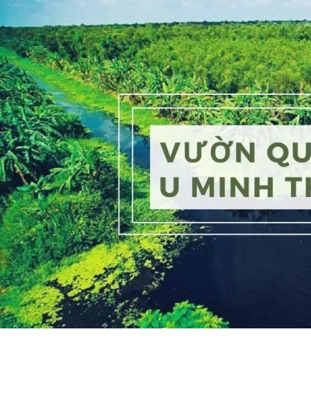   Vườn Quốc Gia U Minh Thượng: Một điểm du lịch sinh thái độc đáo tại Kiên Giang