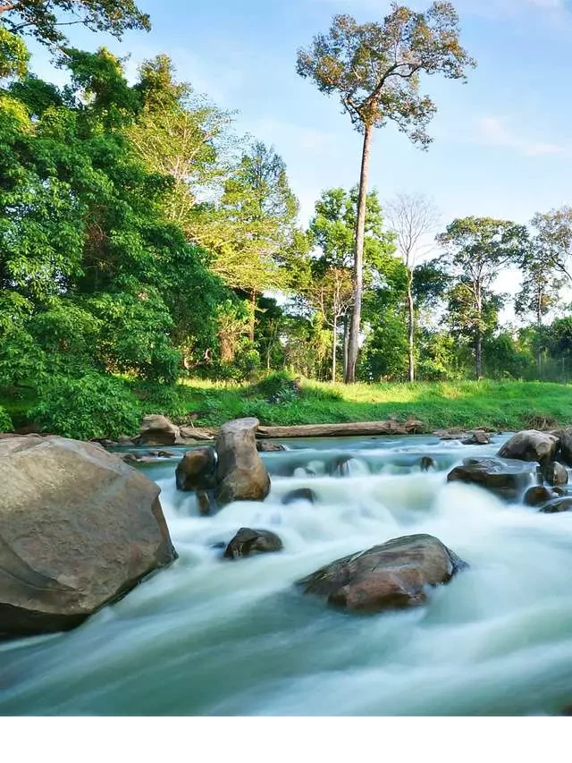   Thảo Nguyên Quốc Gia Yok Don - Hướng dẫn du lịch và 7 điểm nổi bật