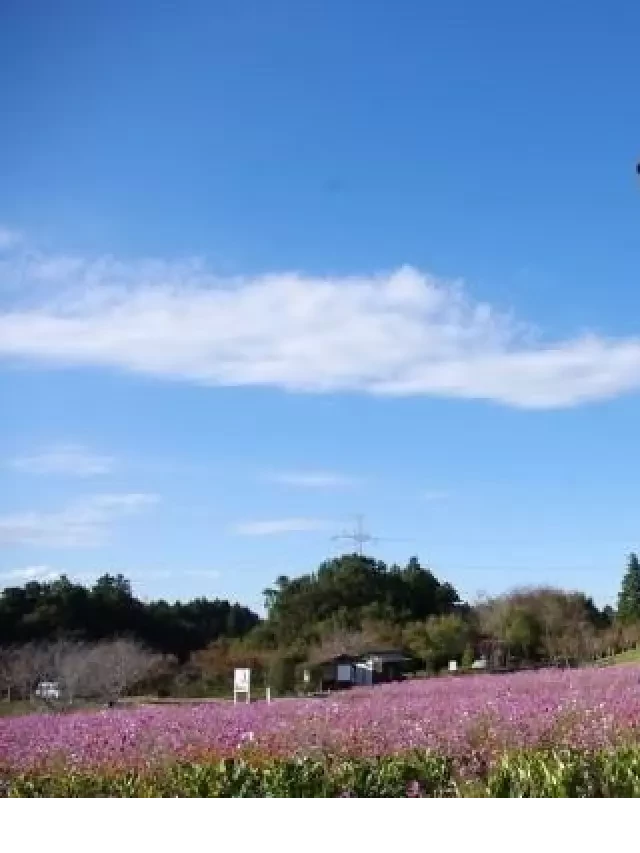   Ibaraki - Tokyo - Fuji - Narita: Chuyến du lịch đáng nhớ từ Đà Nẵng đến Nhật Bản