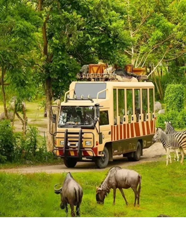   Bí quyết hấp dẫn khi thăm Vinpearl Safari Phú Quốc 2023