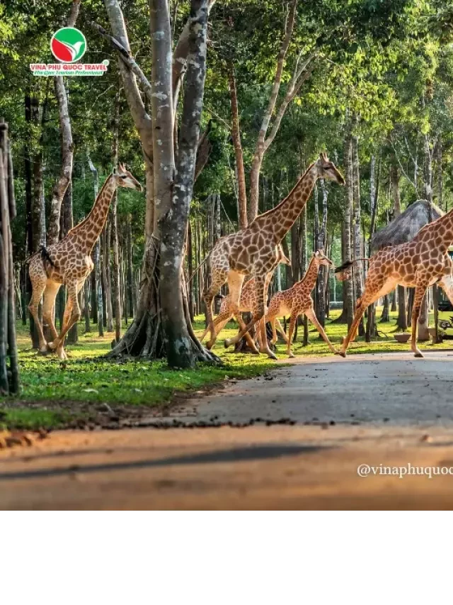   Giá vé Vinpearl Safari Phú Quốc: Trải nghiệm độc đáo với đại dương hoang dã