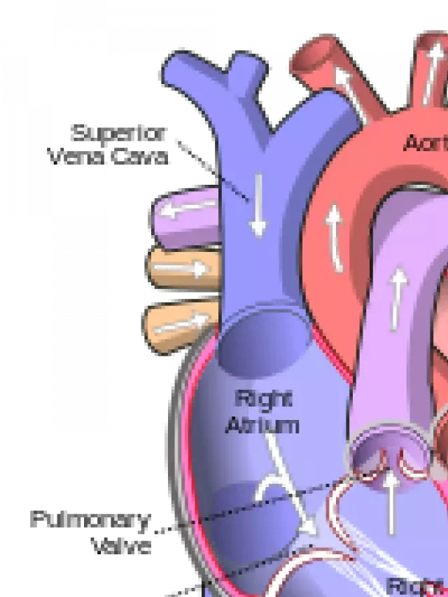   Tâm Nhĩ: Bí ẩn của cơ thể chúng ta