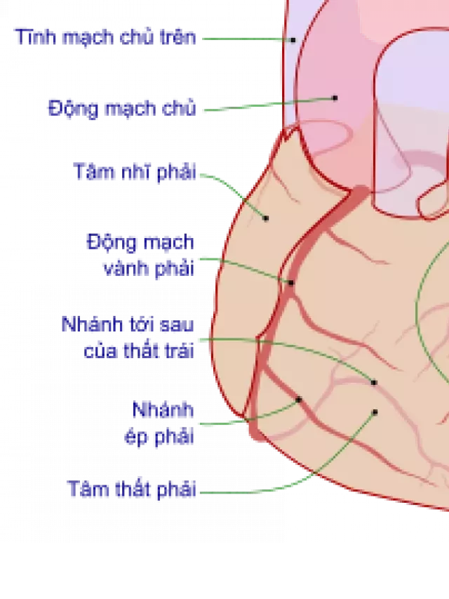   Tuần hoàn mạch vành: Máu hóa nuôi sống trái tim