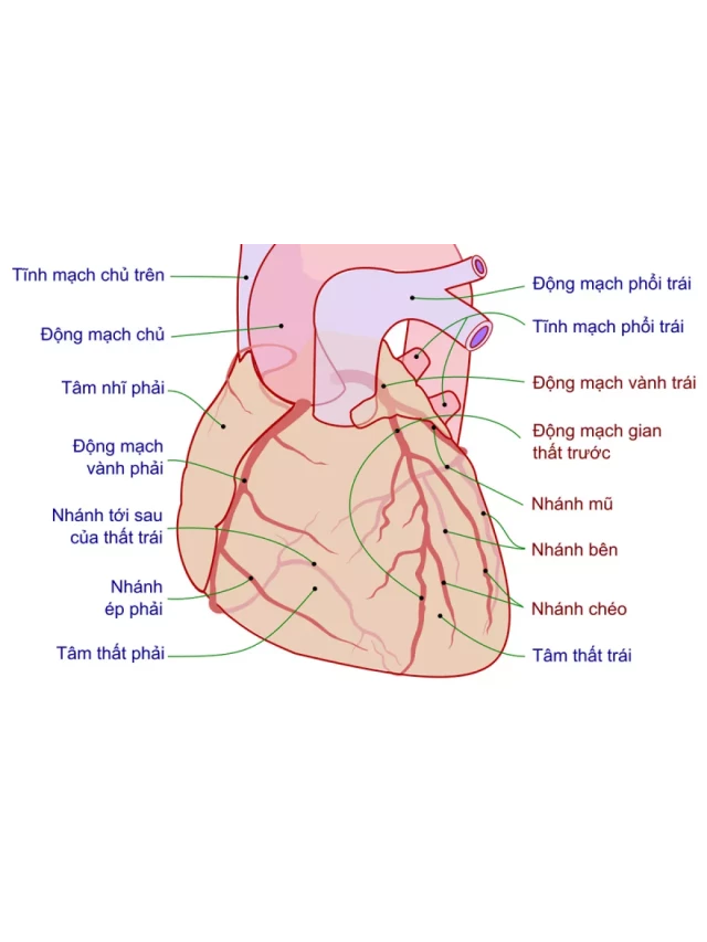   Tâm thất là gì? Các vấn đề sức khỏe thường gặp ở tâm thất